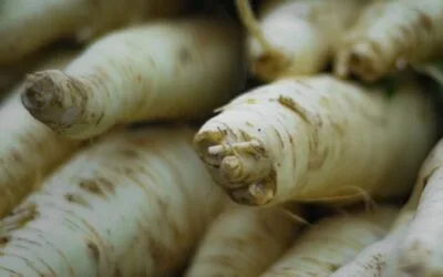 Cum se ține hreanul peste iarnă fără să se usuce. Rădăcina întreagă poate rezista la frigider peste două luni